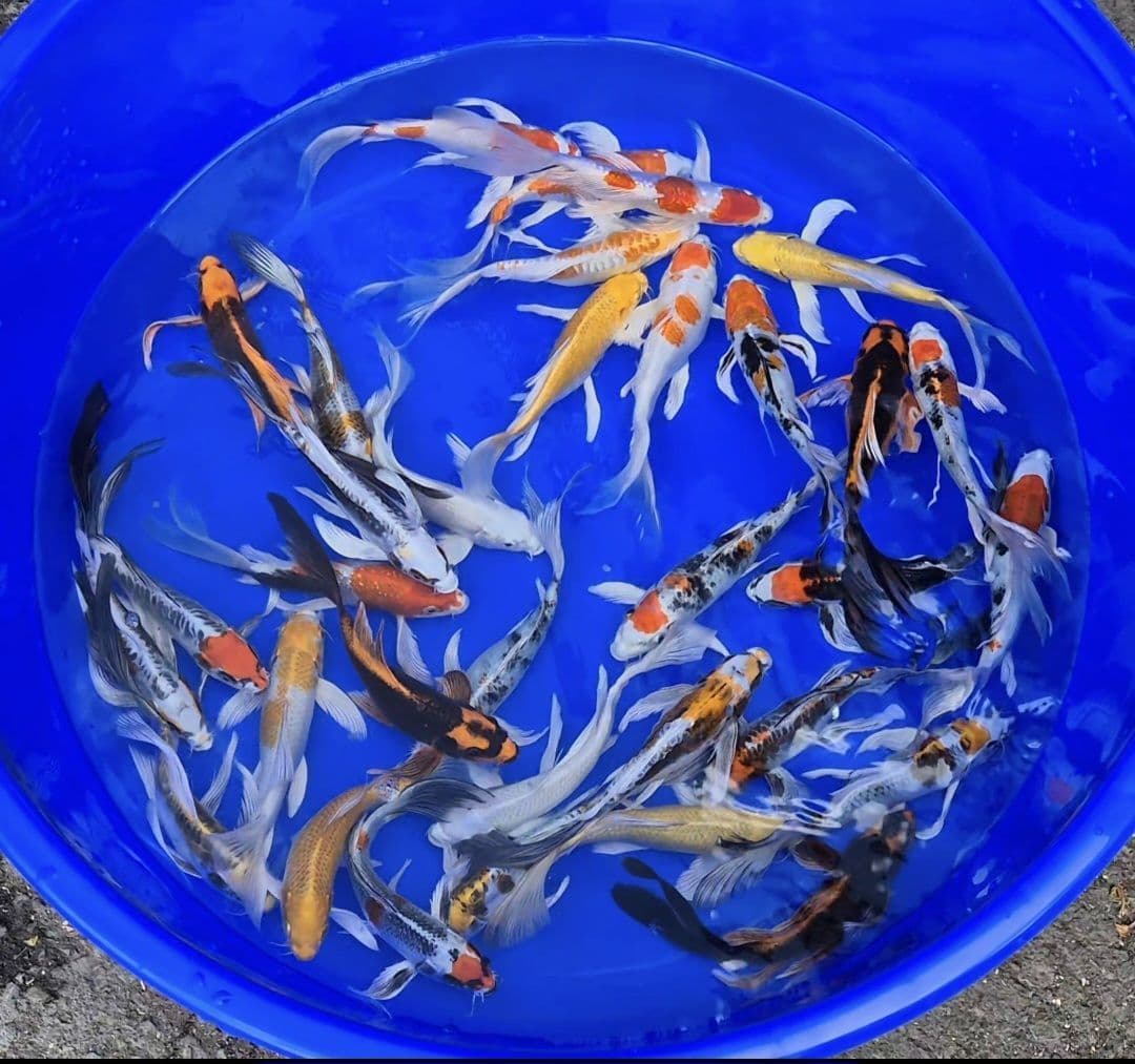 KOİ BUTTERFLY (İTHAL) KARIŞIK 12-14 CM
