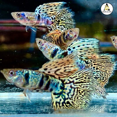 LEPİSTES YELLOW TİGER KİNG COBRA (İTHAL) 3,5 CM