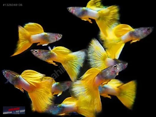 LEPİSTES JUMBO BOY YELLOW TUXEDO