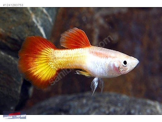 LEPİSTES JUMBO BOY RED BLOND