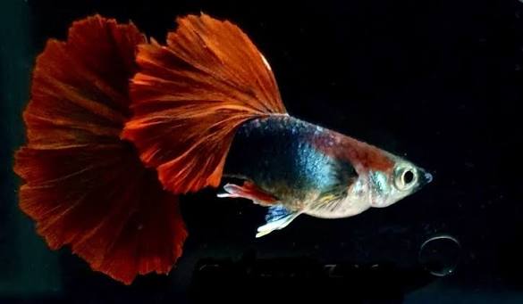 LEPİSTES JUMBO BOY RED ROSE