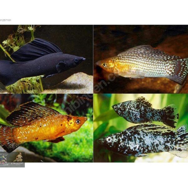 VELİFERA SAİLFİN ASSORTED İTHAL 5 CM