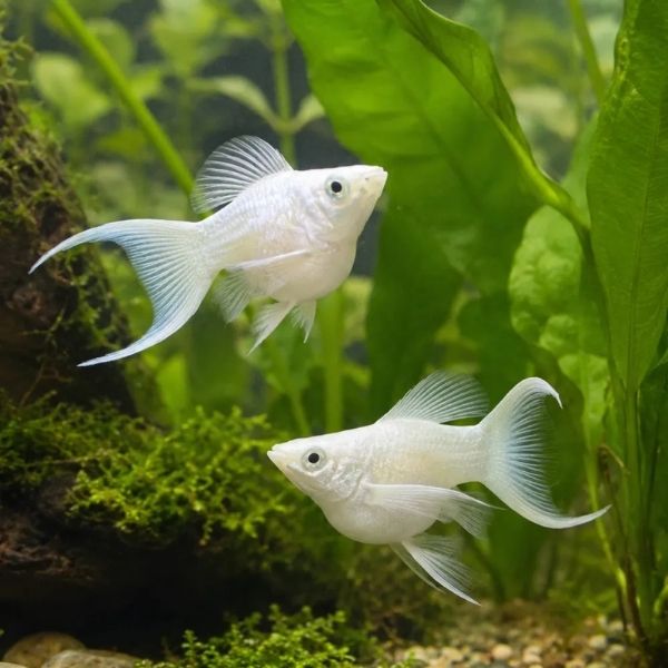 MOLLY BALLON WHİTE LYRETAİL 4-5 CM