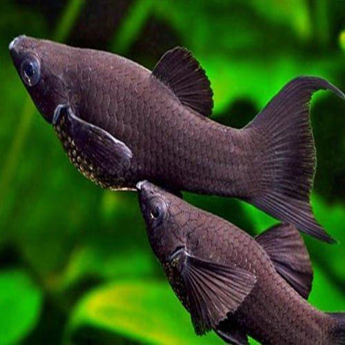 MOLLY BLACK LYRETAİL İTHAL 4-5 CM