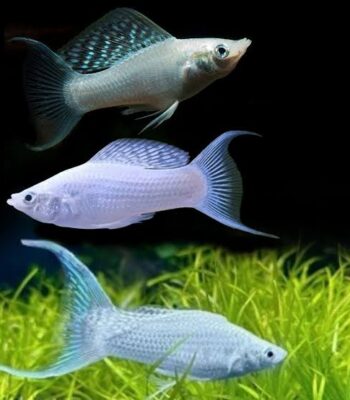 MOLLY SİLVER LYRETAİL İTHAL 5-6 CM
