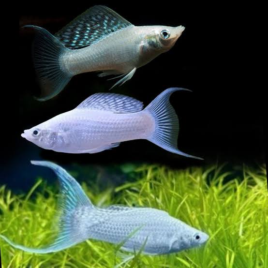 MOLLY SİLVER LYRETAİL İTHAL 5-6 CM