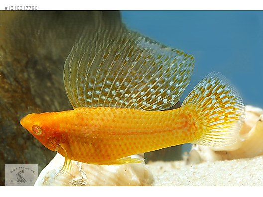VELİFERA SAİLFİN GOLDEN İTHAL 7-8 CM