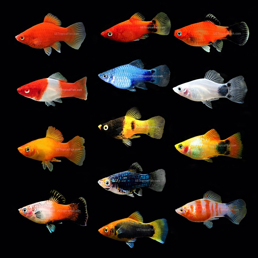 PLATY ASSORTED KARIŞIK İTHAL 4 CM