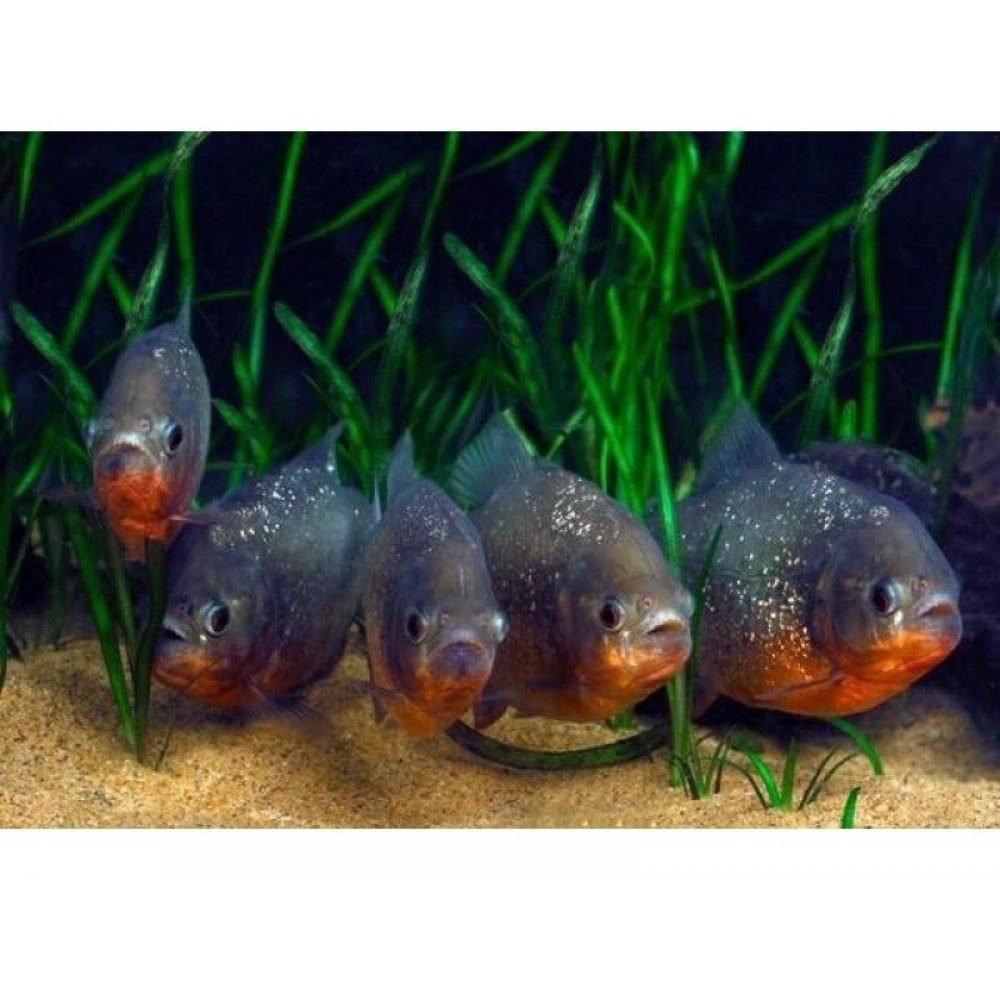 PACU PİRANA 5-6 CM