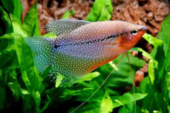 PEARL GOURAMİ 7,5 CM