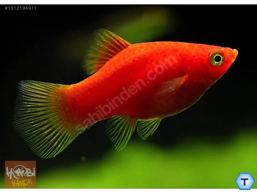 PLATY RED CORAL 3 CM