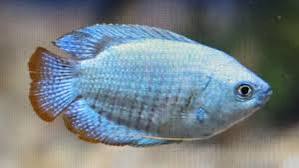 COLİSA BLUE GOURAMİ 6 CM