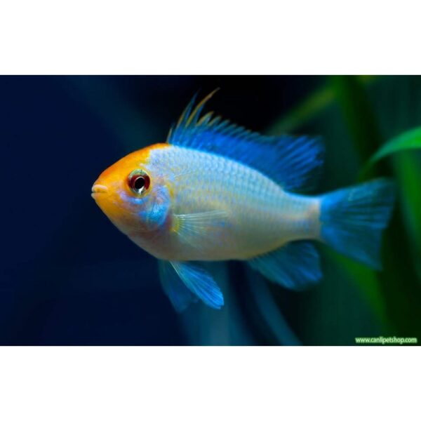 RAMİRAZİ ELECTRİC BLUE 4-5CM