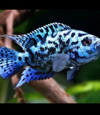 JACK DAMSEY ELECTRİC BLUE 3-4 CM