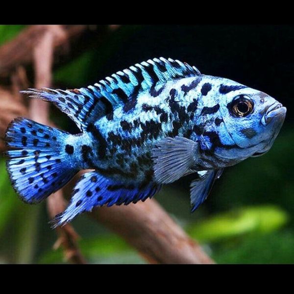 JACK DAMSEY ELECTRİC BLUE 3-4 CM