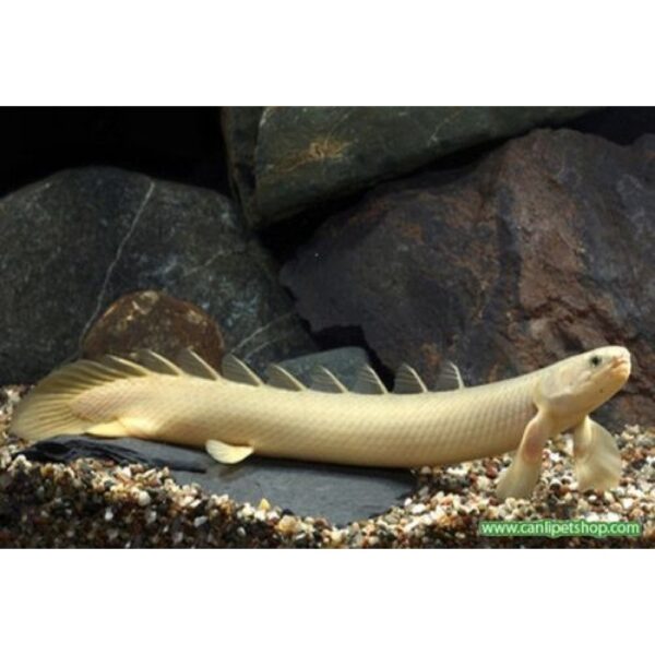 SENEGALUS BİCHİR 7-8 CM