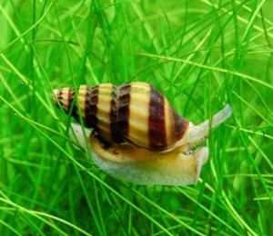 SALYANGOZ HELENA SNAİL 2,5 CM