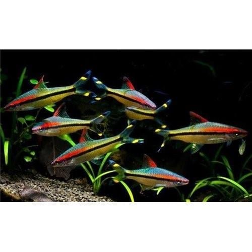DENİSONİ 5-6 CM