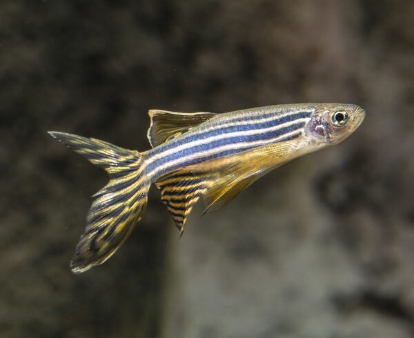 DANİO TÜL ZEBRA LEOPARD 4 CM