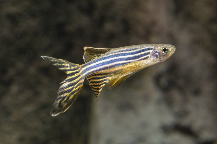 DANİO TÜL ZEBRA LEOPARD 4 CM DANİO TÜL ZEBRA LEOPARD 4 CM