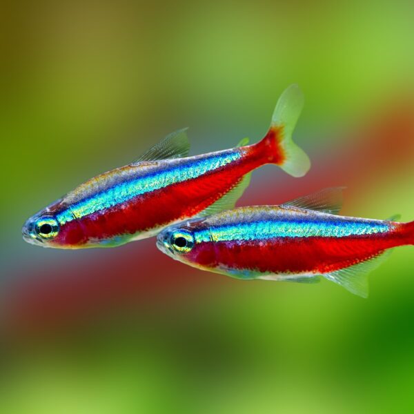 TETRA CARDİNAL NEON 2,5 CM