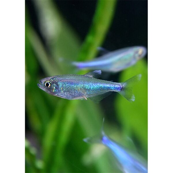 TETRA BLUE KİNG 3 CM