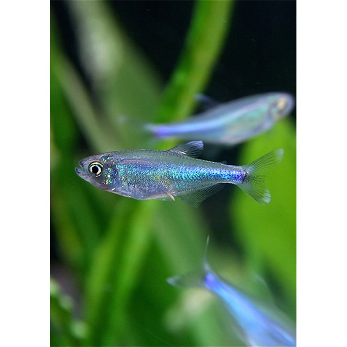 TETRA BLUE KİNG 3 CM