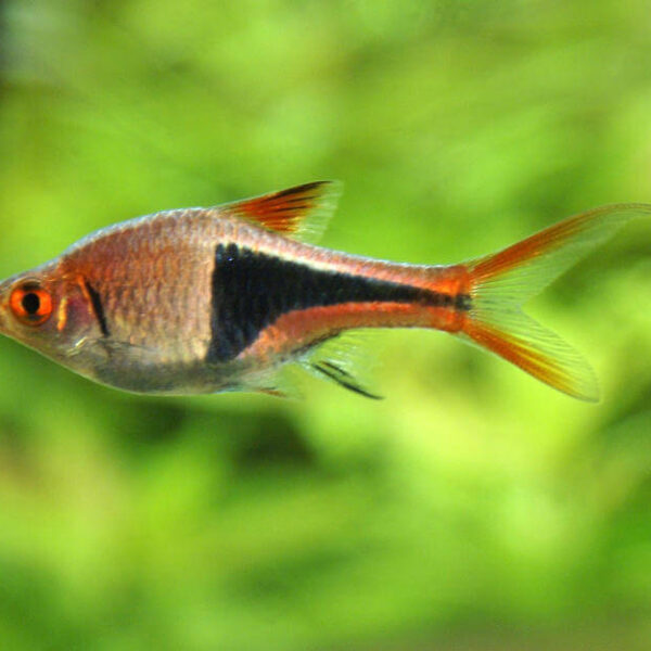 TETRA RASBORA HARLEQUİN 3 CM