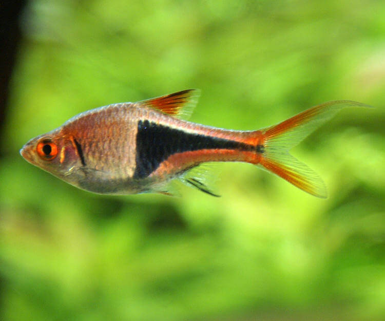 TETRA RASBORA HARLEQUİN 3 CM TETRA RASBORA HARLEQUİN 3 CM