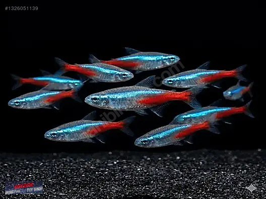 TETRA NEON 2,5 CM