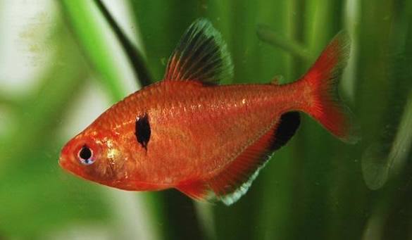 TETRA SERPAE 3,5 CM