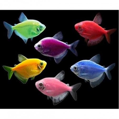 GLOFİSH TRANSGENETİC TETRA 4 CM