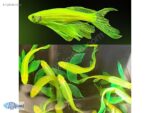 DANİO TÜL ZEBRA GREEN STABİLO 4 CM