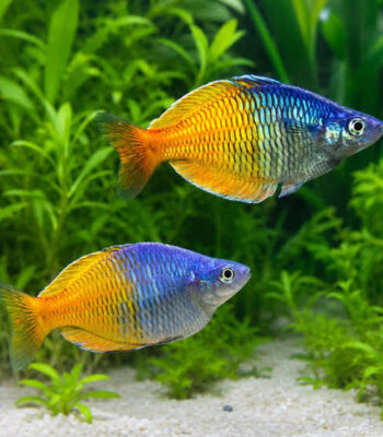 RAİNBOW BOESSEMANİ 6 CM