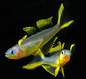 RAİNBOW FURCATA 3 CM
