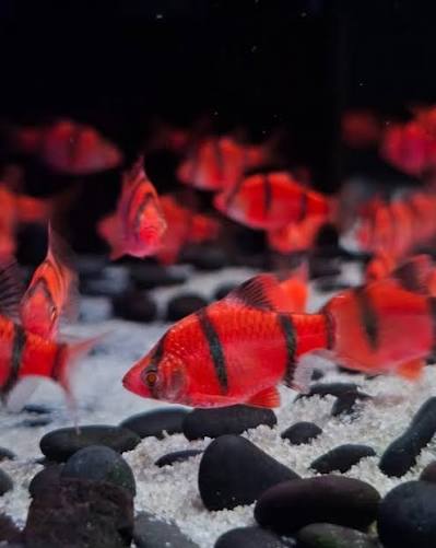 GLOFİSH RED TETRAZON 3-3,5 CM