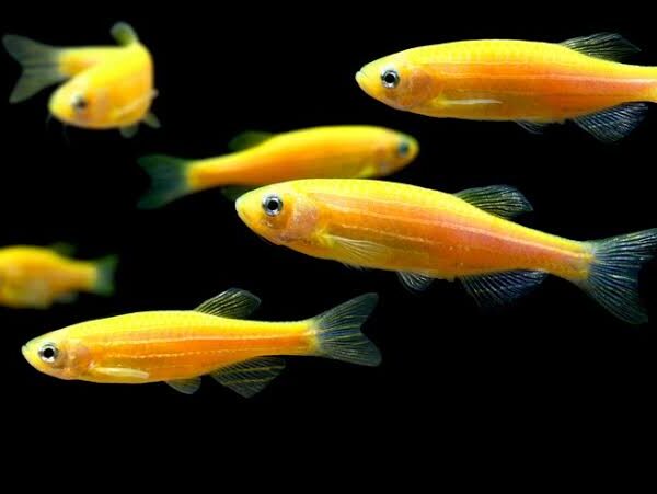 DANİO TÜL ZEBRA YELLOW BANANA 4 CM
