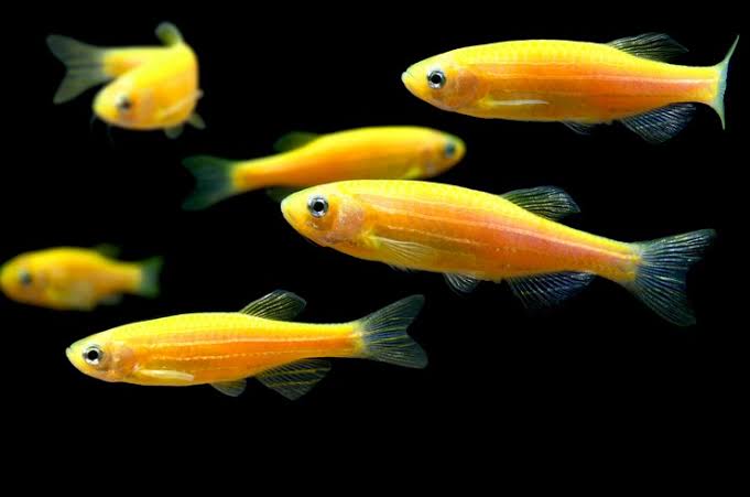 DANİO TÜL ZEBRA YELLOW BANANA 4 CM