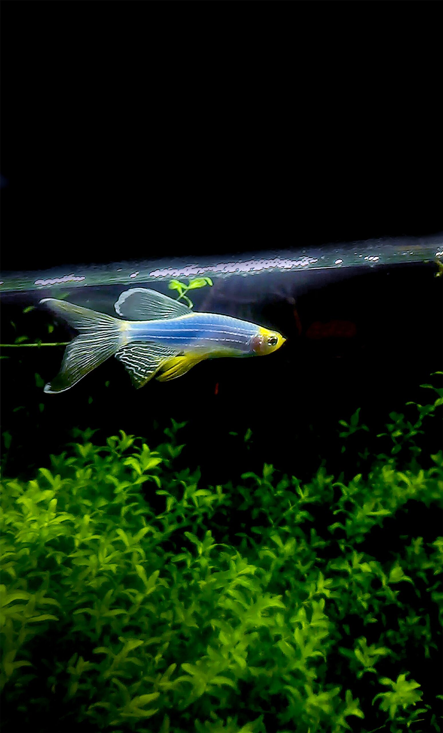 DANİO TÜL ZEBRA PURPLE (MOR) 4 CM