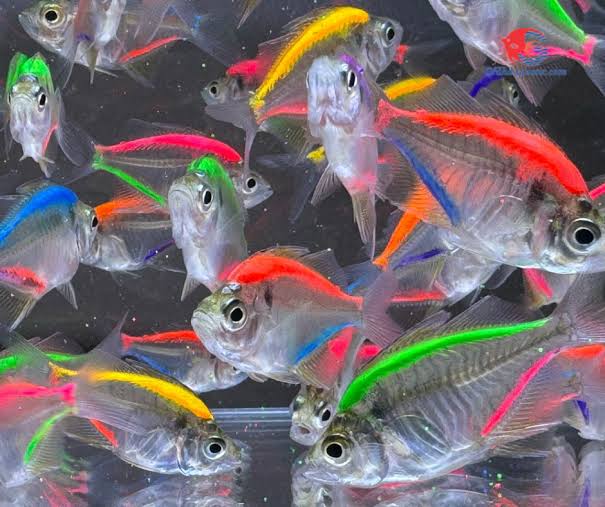 COLOR GLASS FİSH (GÖKKUŞAĞI) XXL