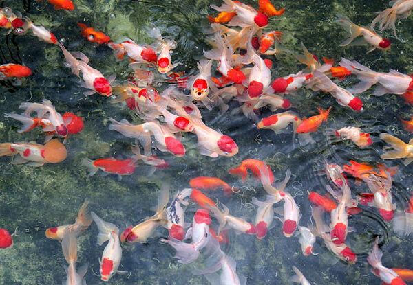 JAPON RED CAP ORANDA 5-6 CM